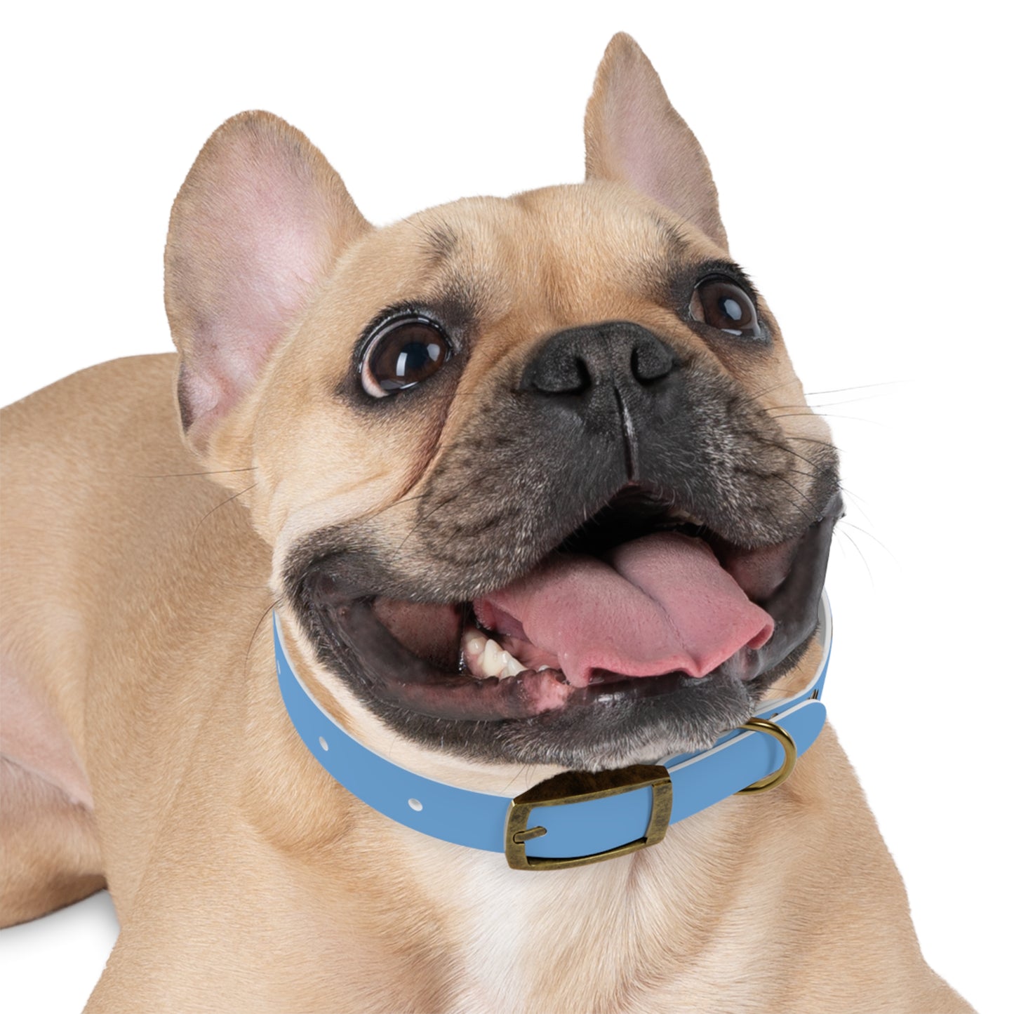My Other Dog Is A Hyrax - Pet Collar