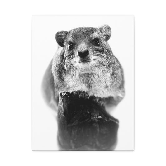 Hyrax Original Photo Black & White Matte Canvas Print - Stretched Wall Art