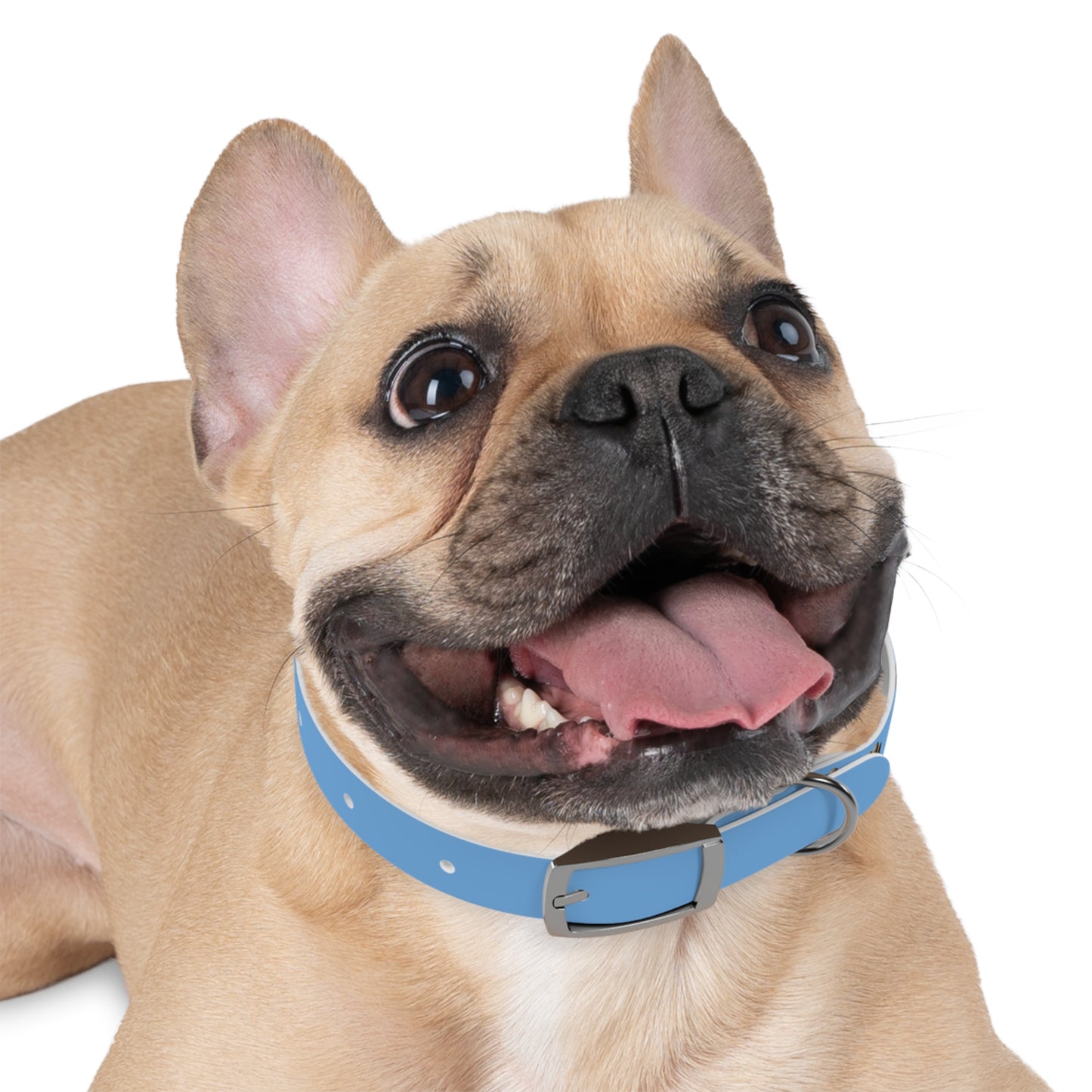 My Other Dog Is A Hyrax - Pet Collar