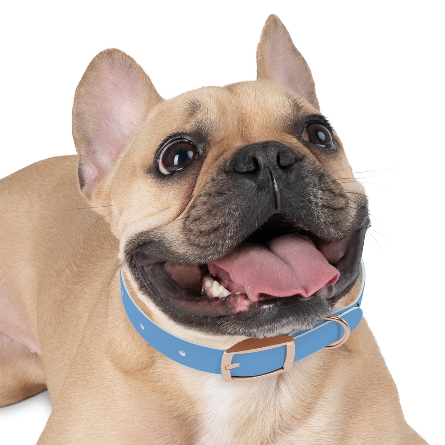 My Other Dog Is A Hyrax - Pet Collar