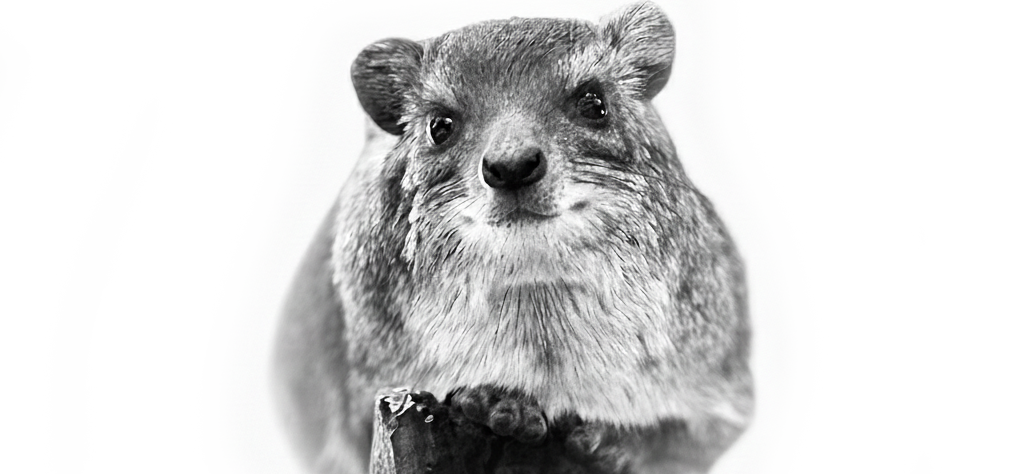 FAQ: What is a hyrax?