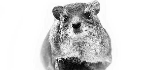 FAQ: What is a hyrax?