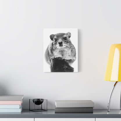 Hyrax Original Photo Black & White Matte Canvas Print - Stretched Wall Art