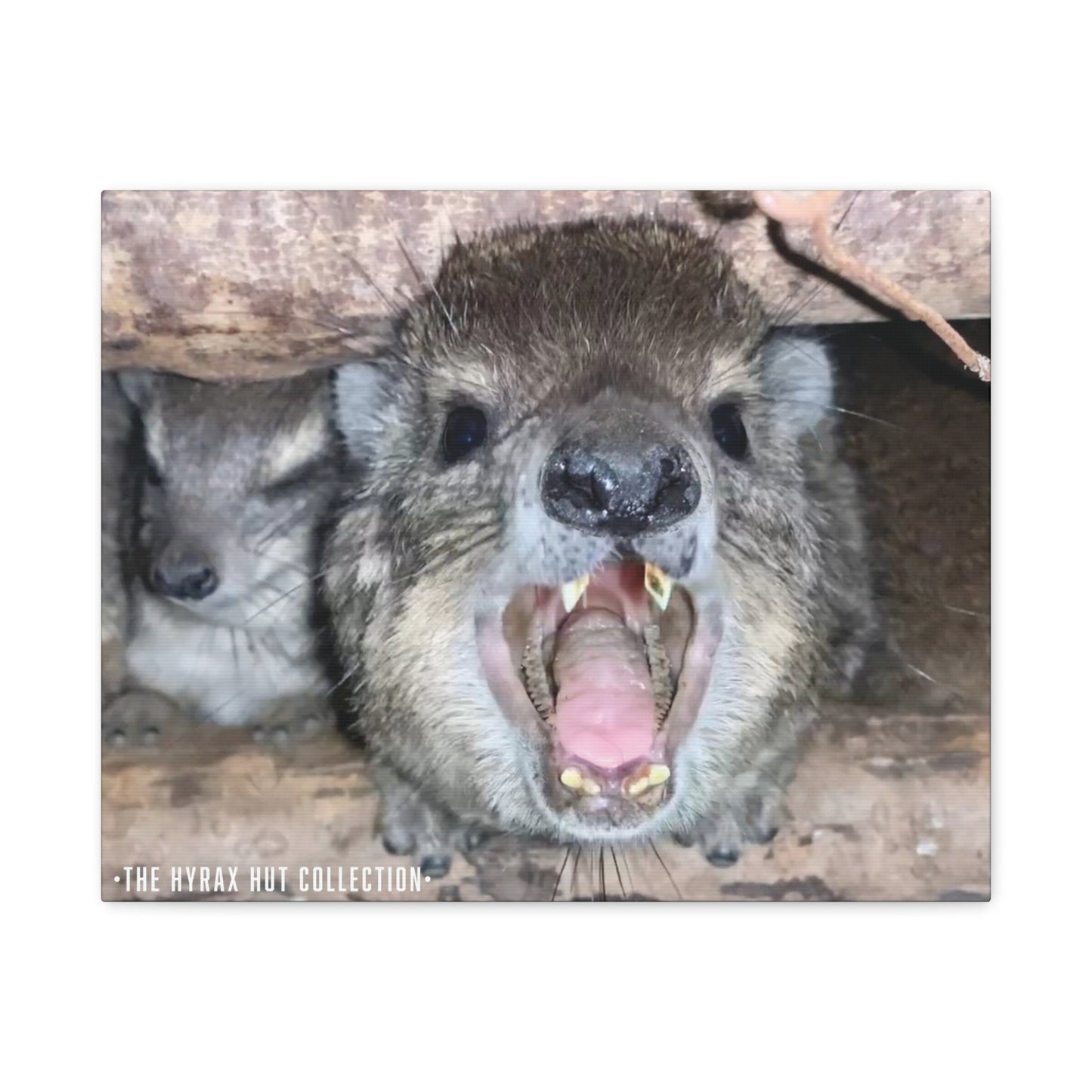 Hyrax Scream Print Wall Art, Matte Canvas Photo, Awawa Extreme, Unique Home Decor, Nature Lover Gift with animal photography, Wall Art for Animal Enthusiasts, Perfect for [...]