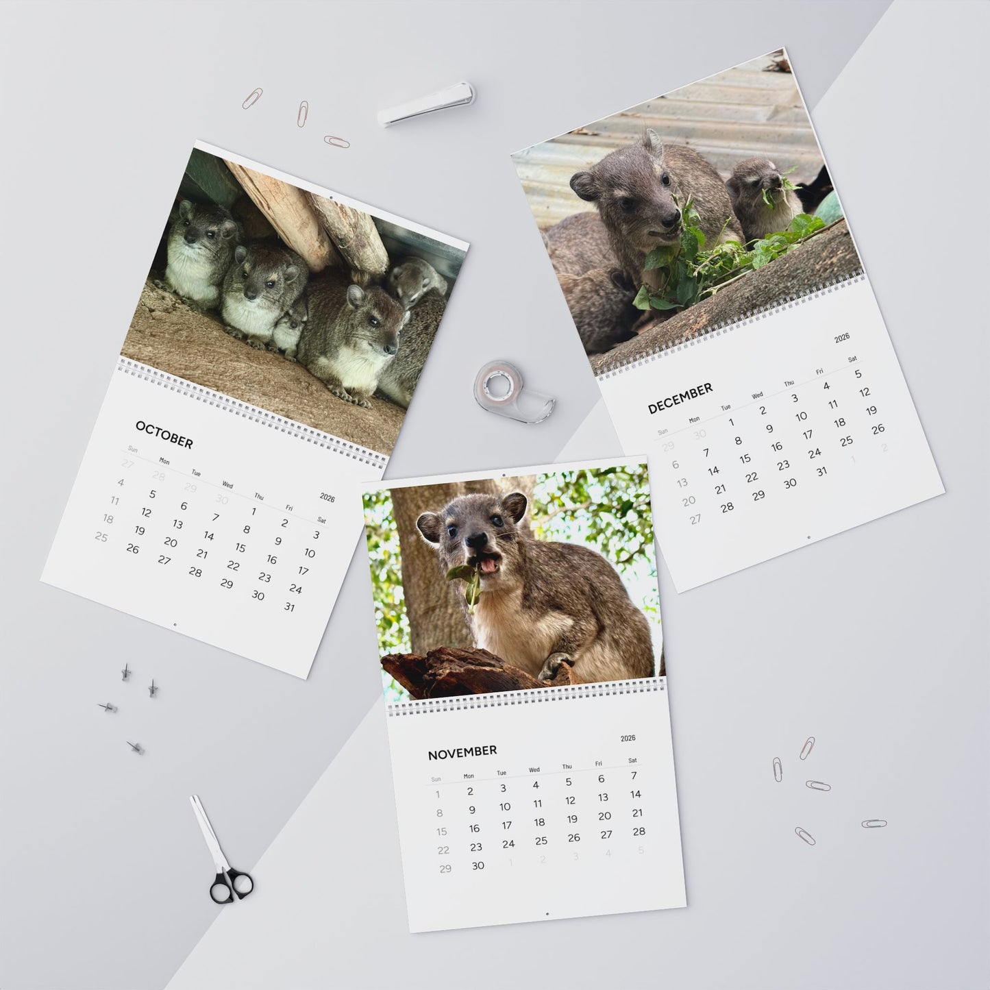 Premium Hyrax Wall Calendar 2026 – Cute Bush Hyrax Monthly Awawall Calendar