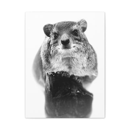 Hyrax Original Photo Black & White Matte Canvas Print - Stretched Wall Art