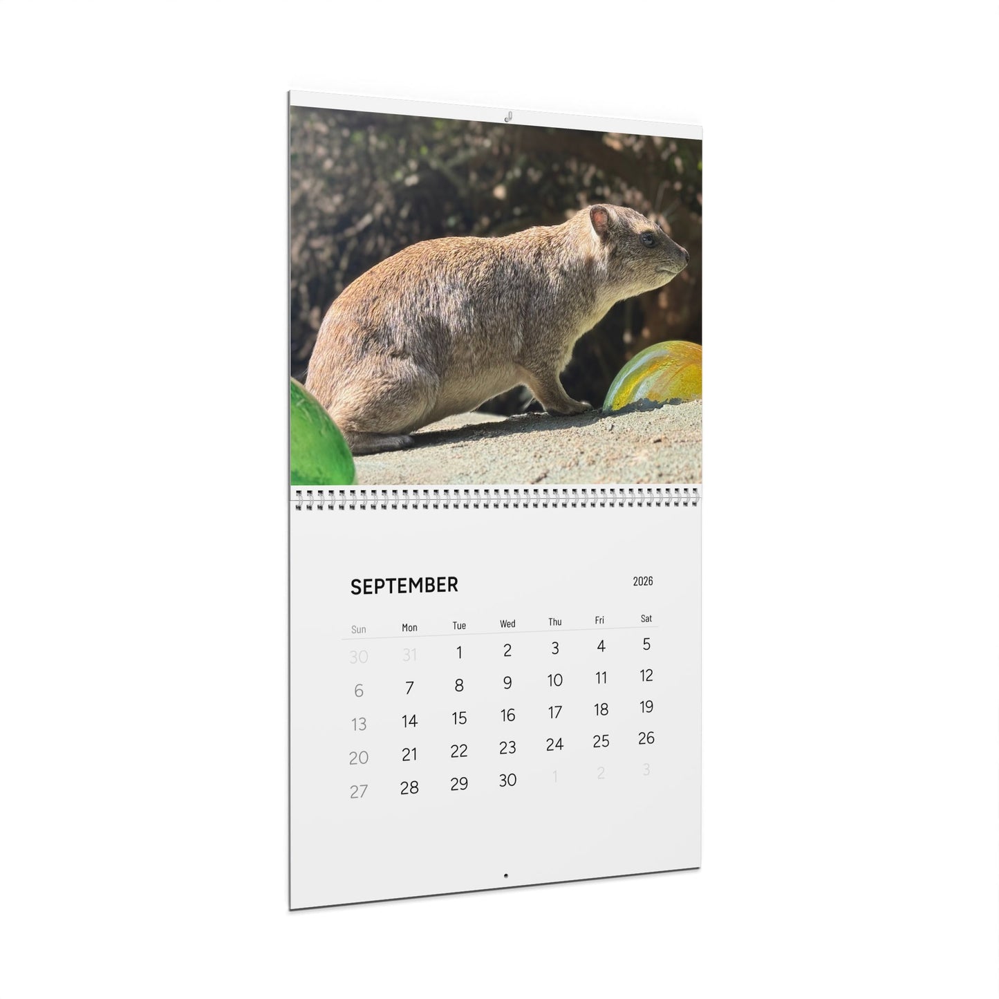 Hyrax Wall Calendar 2026 – Cute Bush Hyrax Monthly Wall Calendar