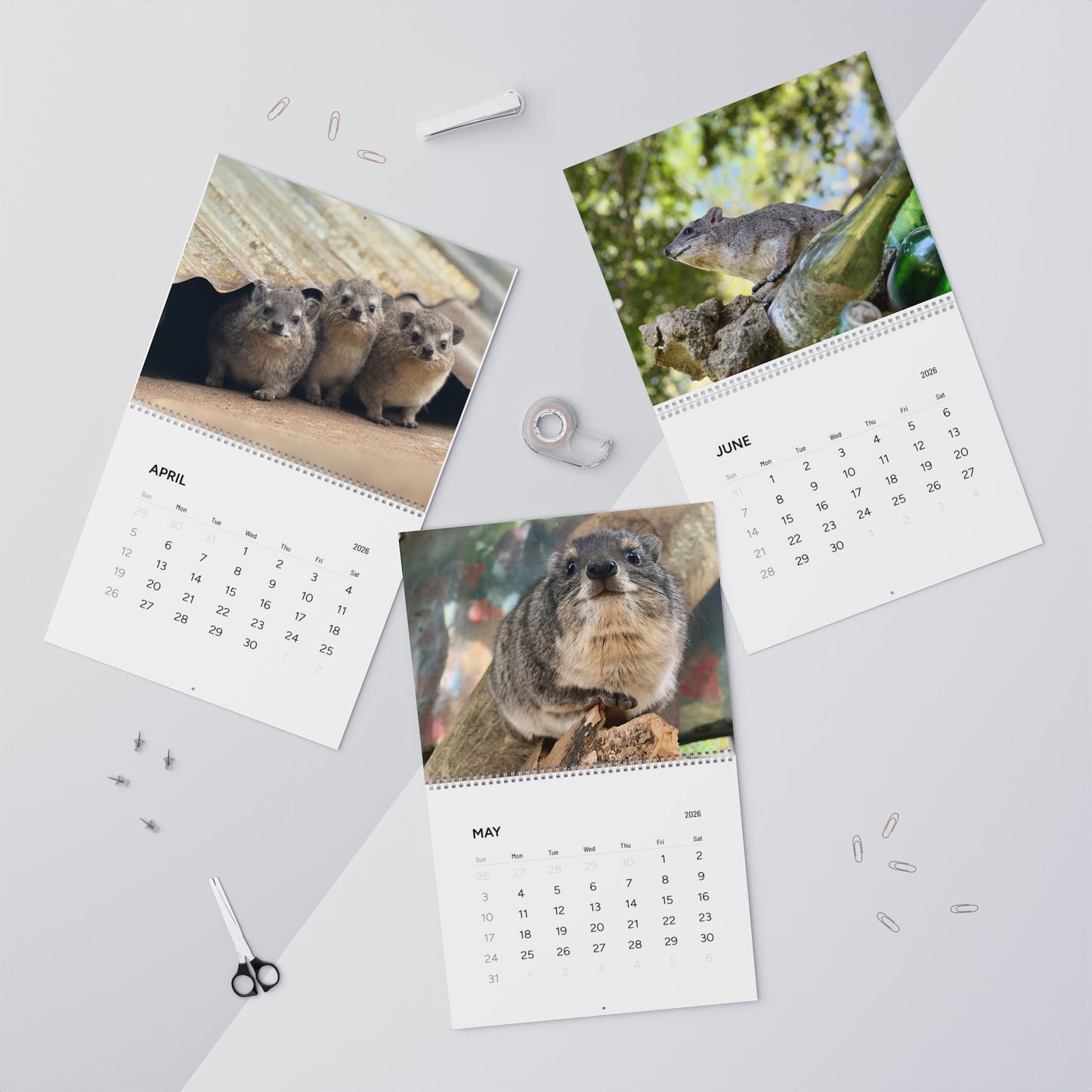 Premium Hyrax Wall Calendar 2026 – Cute Bush Hyrax Monthly Awawall Calendar