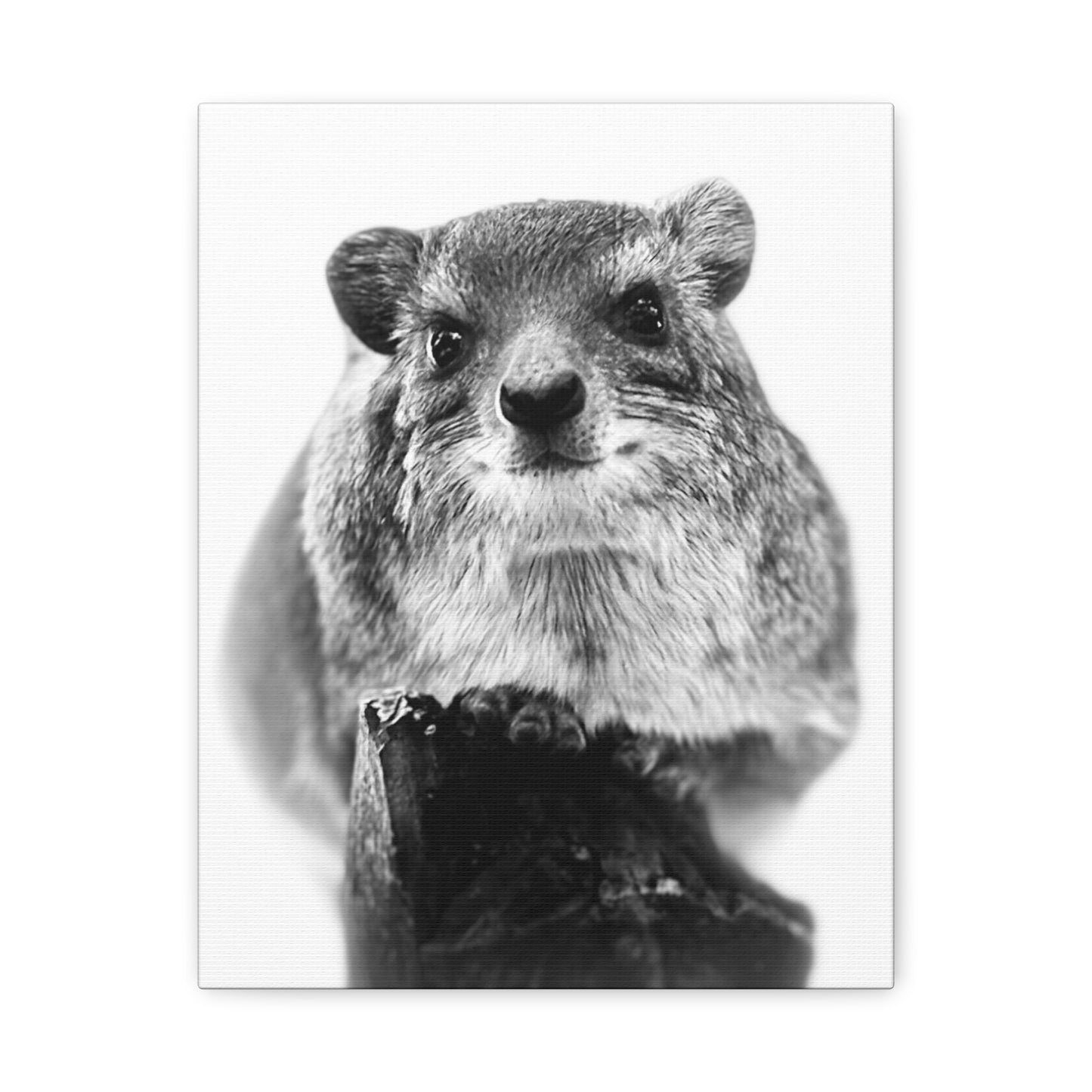 Hyrax Original Photo Black & White Matte Canvas Print - Stretched Wall Art