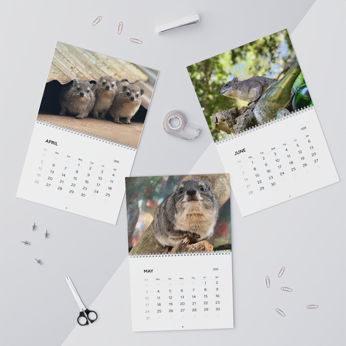 Premium Hyrax Wall Calendar 2026 – Cute Bush Hyrax Monthly Awawall Calendar