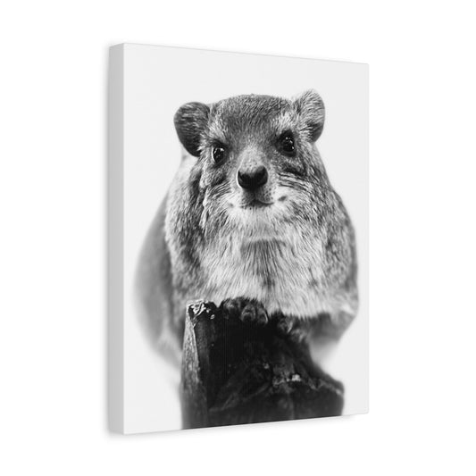 Hyrax Original Photo Black & White Matte Canvas Print - Stretched Wall Art