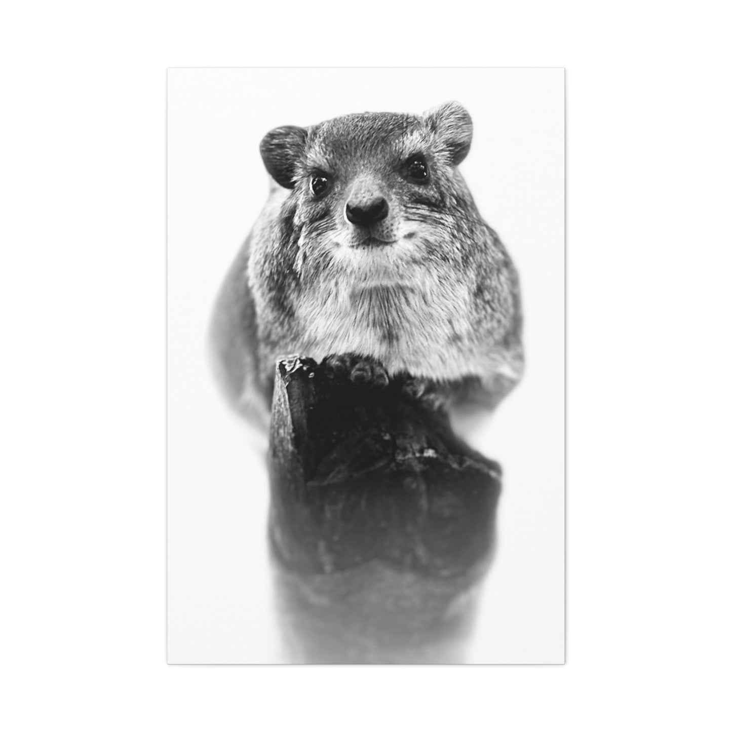 Hyrax Original Photo Black & White Matte Canvas Print - Stretched Wall Art