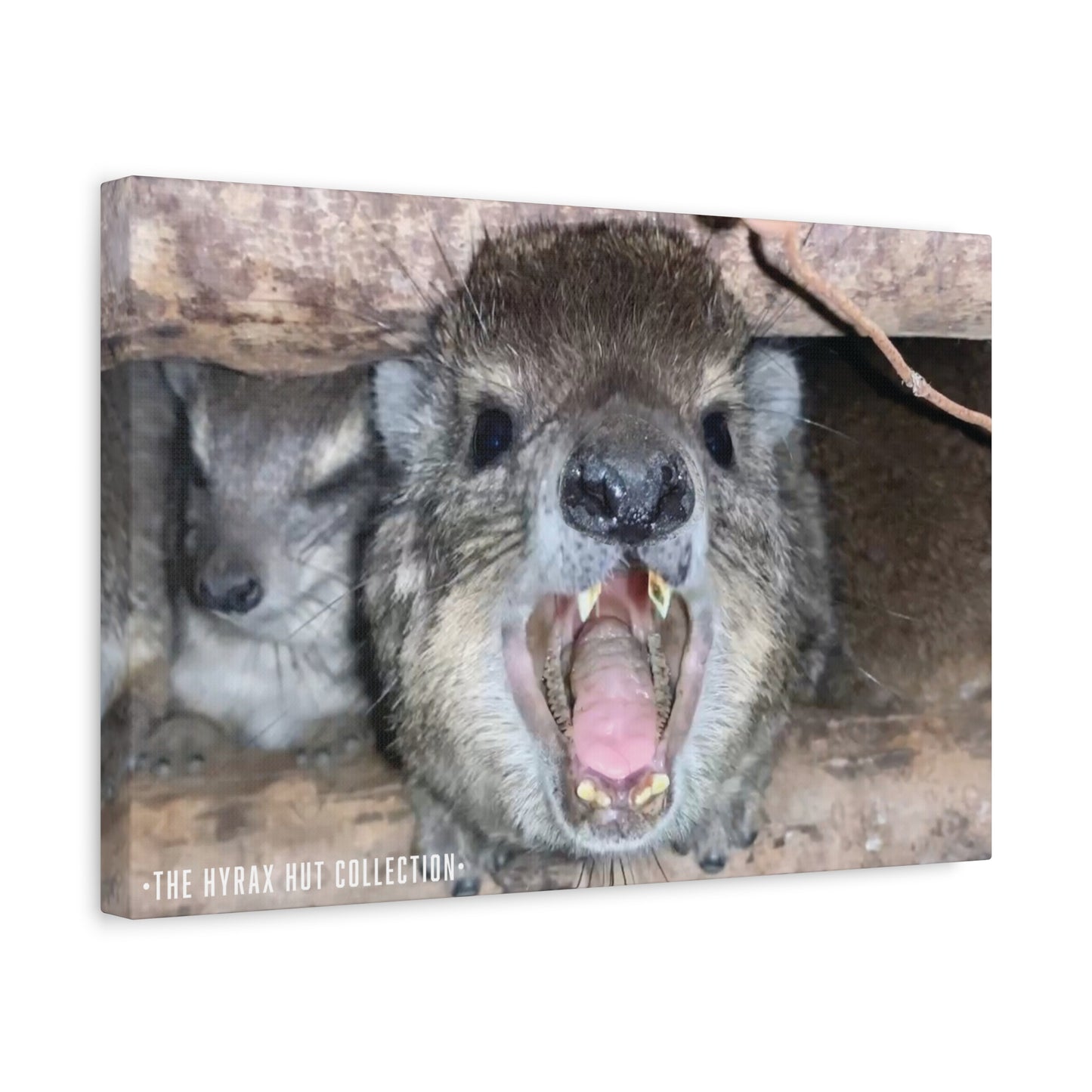 Hyrax Scream Print Wall Art, Matte Canvas Photo, Awawa Extreme, Unique Home Decor, Nature Lover Gift with animal photography, Wall Art for Animal Enthusiasts, Perfect for [...]
