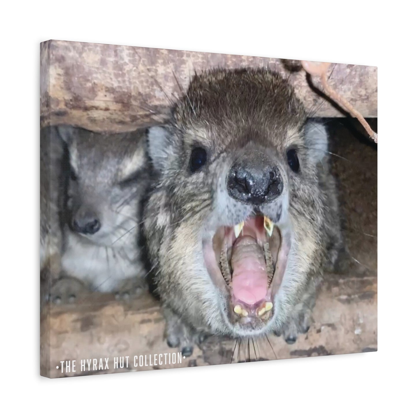 Hyrax Scream Print Wall Art, Matte Canvas Photo, Awawa Extreme, Unique Home Decor, Nature Lover Gift with animal photography, Wall Art for Animal Enthusiasts, Perfect for [...]