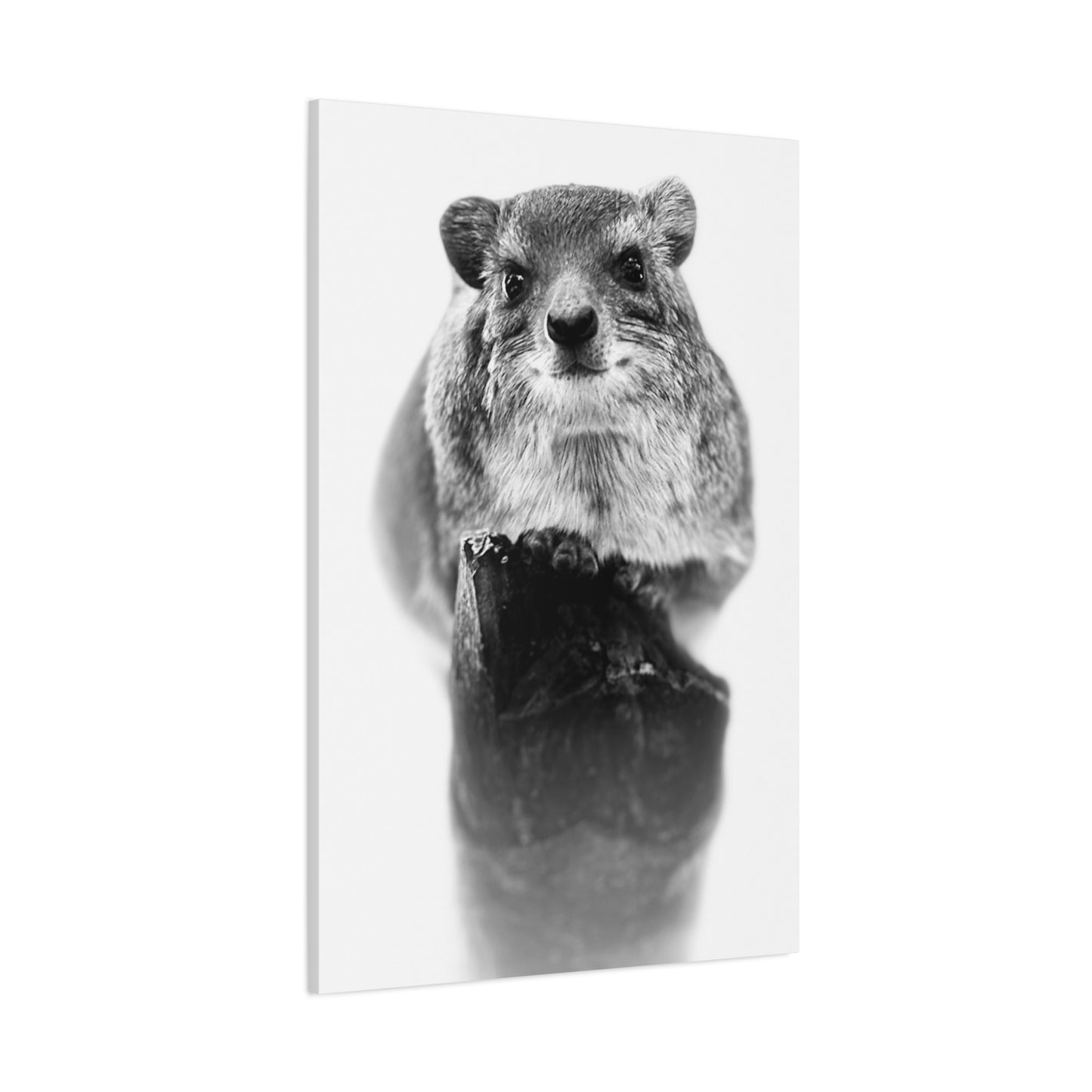 Hyrax Original Photo Black & White Matte Canvas Print - Stretched Wall Art