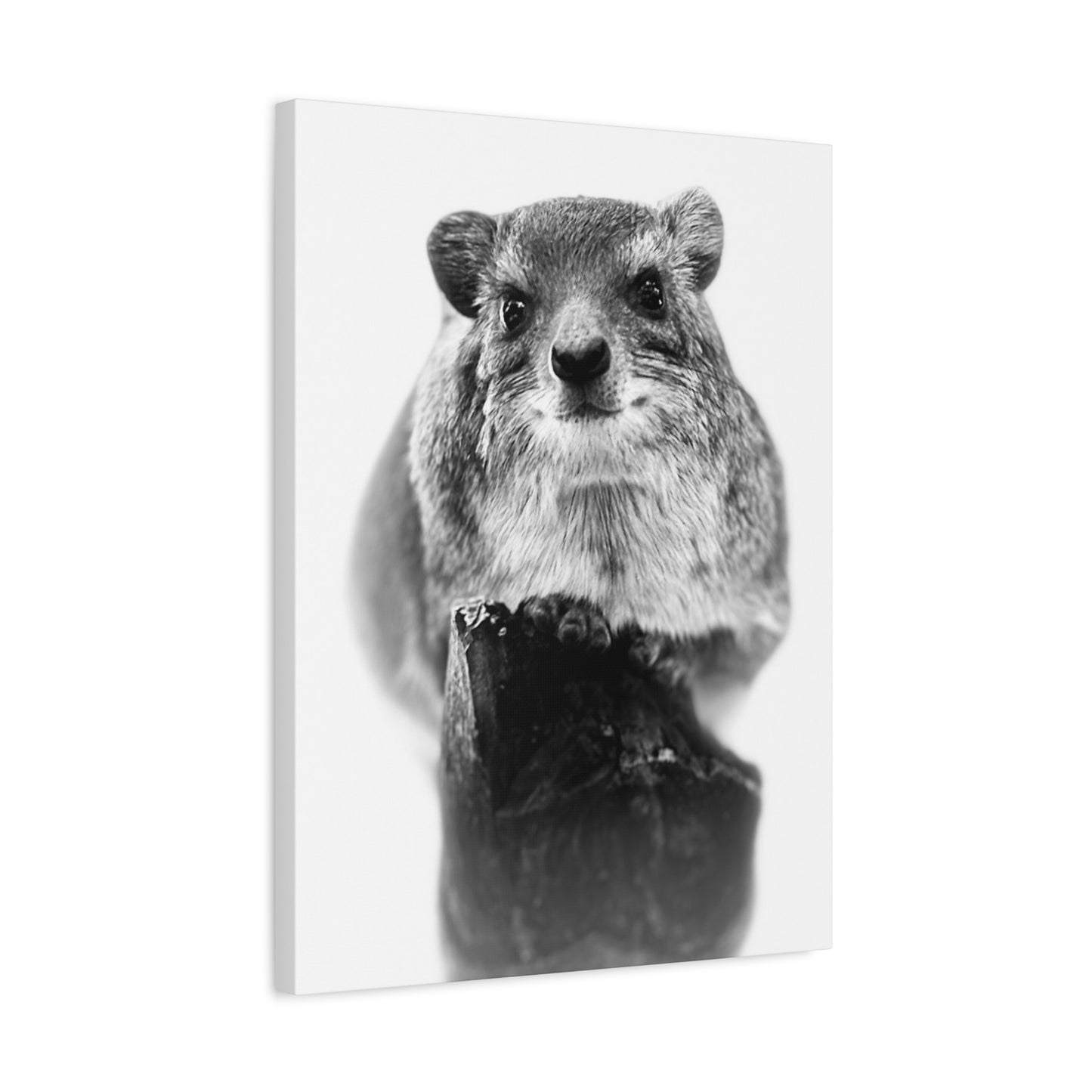Hyrax Original Photo Black & White Matte Canvas Print - Stretched Wall Art