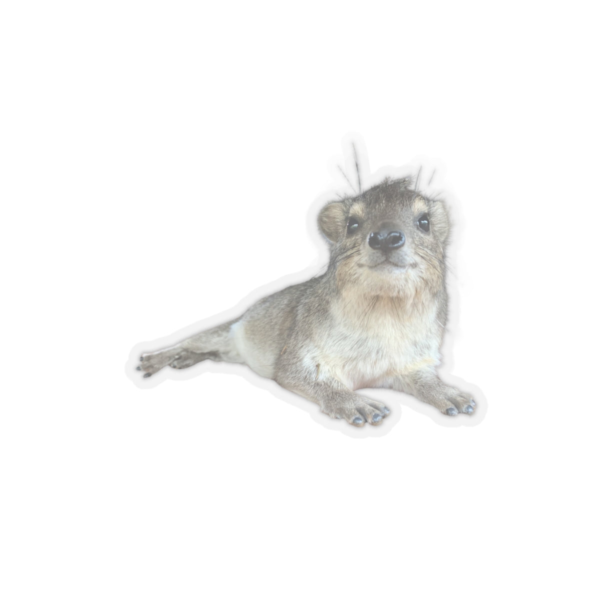 "Slick" The Hyrax Sticker