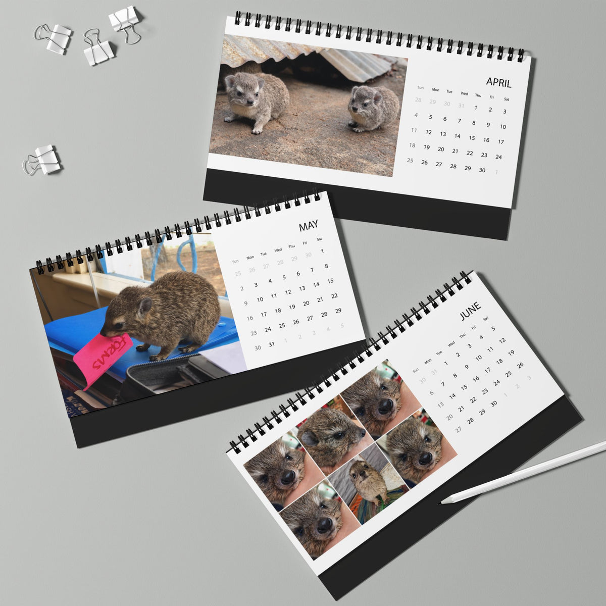 2027 Desktop Calendar - Cute Baby Hyrax Desk Grid Calendar