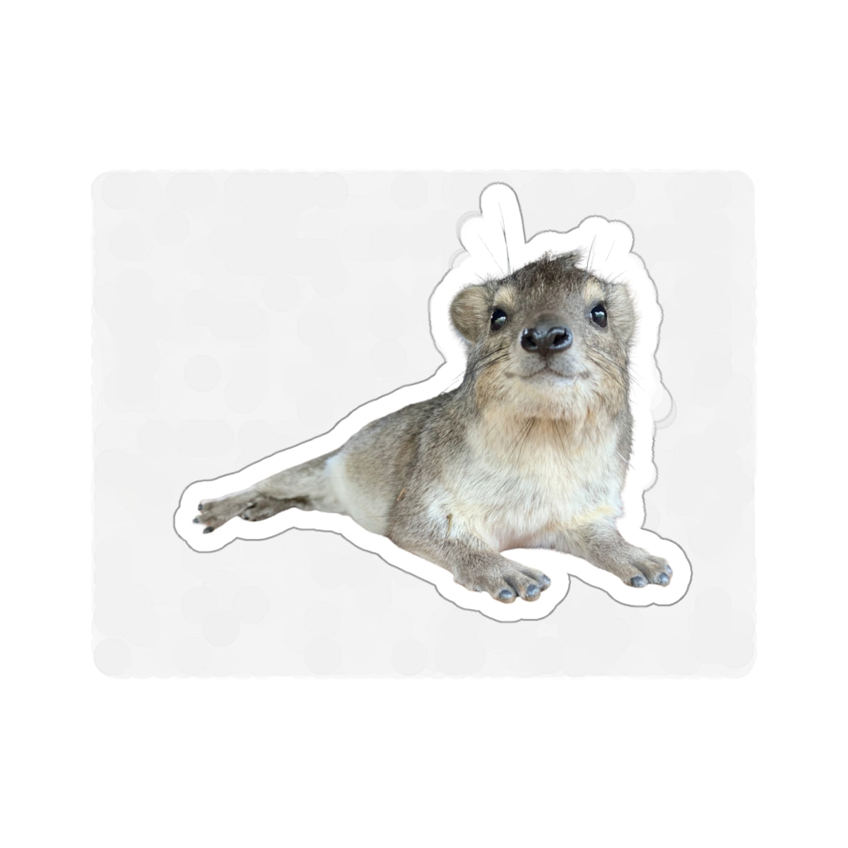 "Slick" The Hyrax Sticker