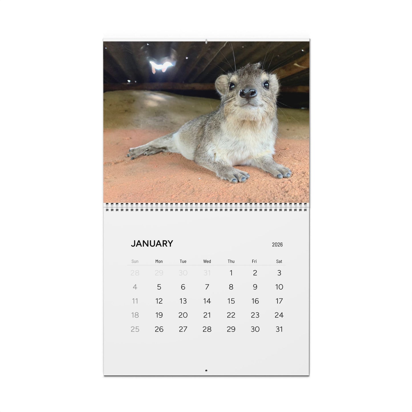 Hyrax Wall Calendar 2026 – Cute Bush Hyrax Monthly Wall Calendar