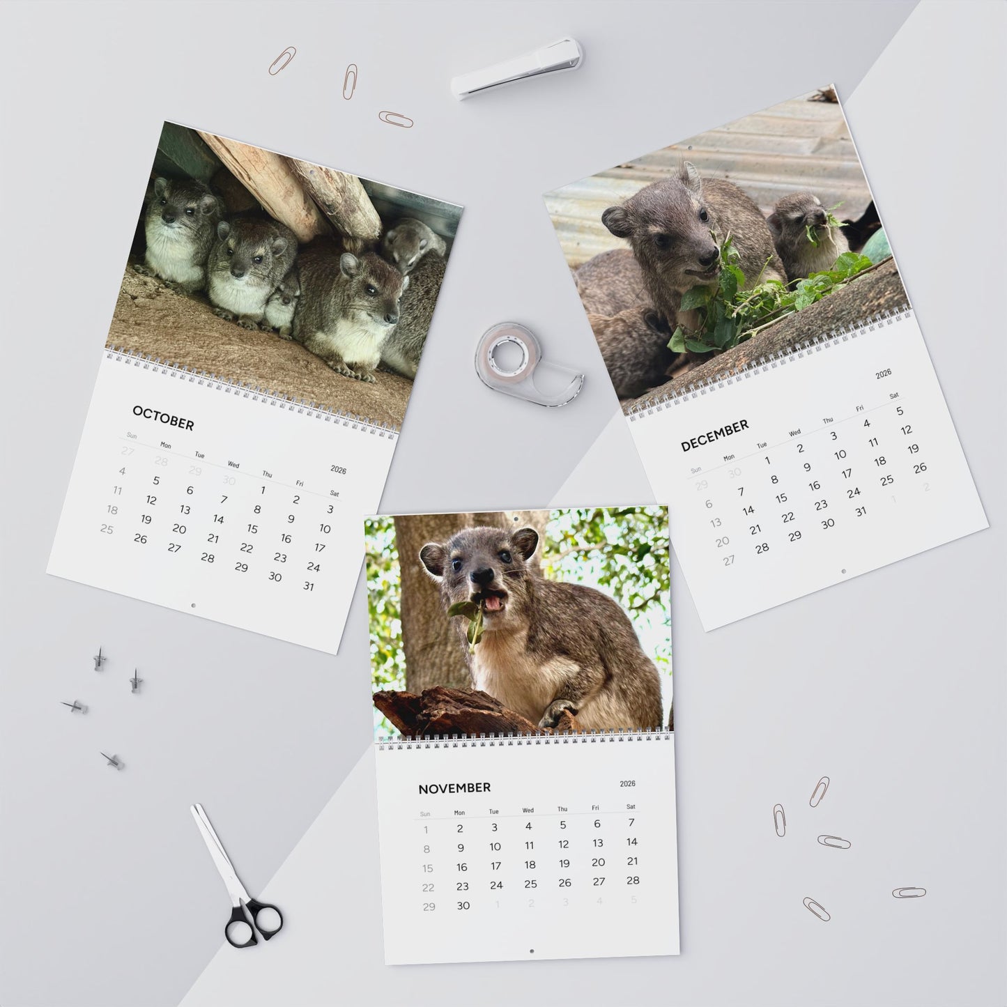 Premium Hyrax Wall Calendar 2026 – Cute Bush Hyrax Monthly Awawall Calendar